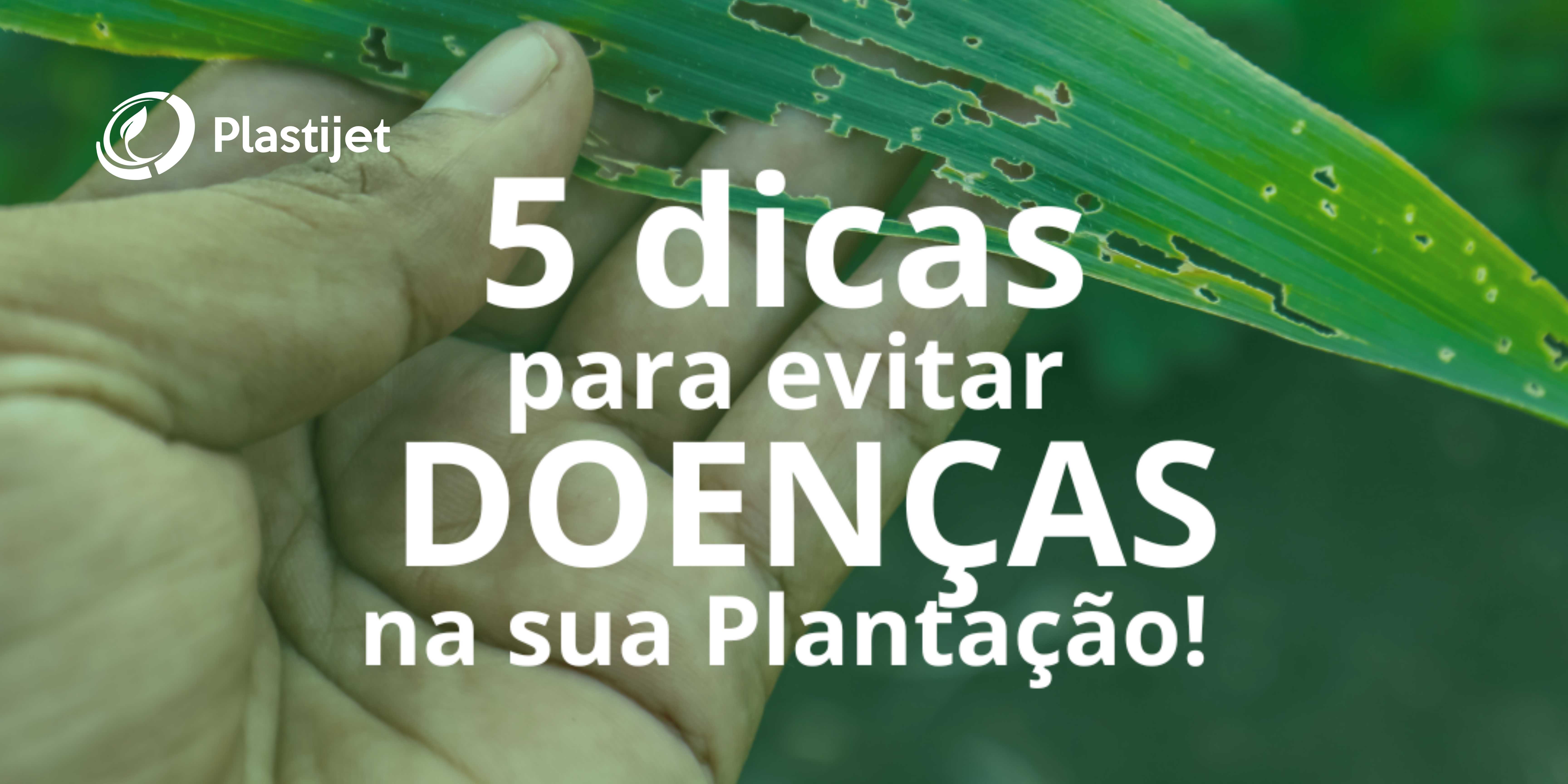 5 DICAS PARA EVITAR DOENÇAS NA SUA PLANTAÇÃO!