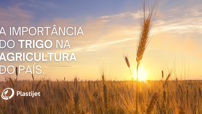 A IMPORTÂNCIA DO TRIGO NA AGRICULTURA DO PAÍS.